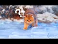 Moments My Cats Made Me Question Their IQ #12