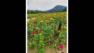 산소까페 청송정원 : 백일홍 필 무렵에