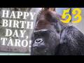 Happy 53rd Birthday, Taro! The Oldest Silverback Gorilla in Japan