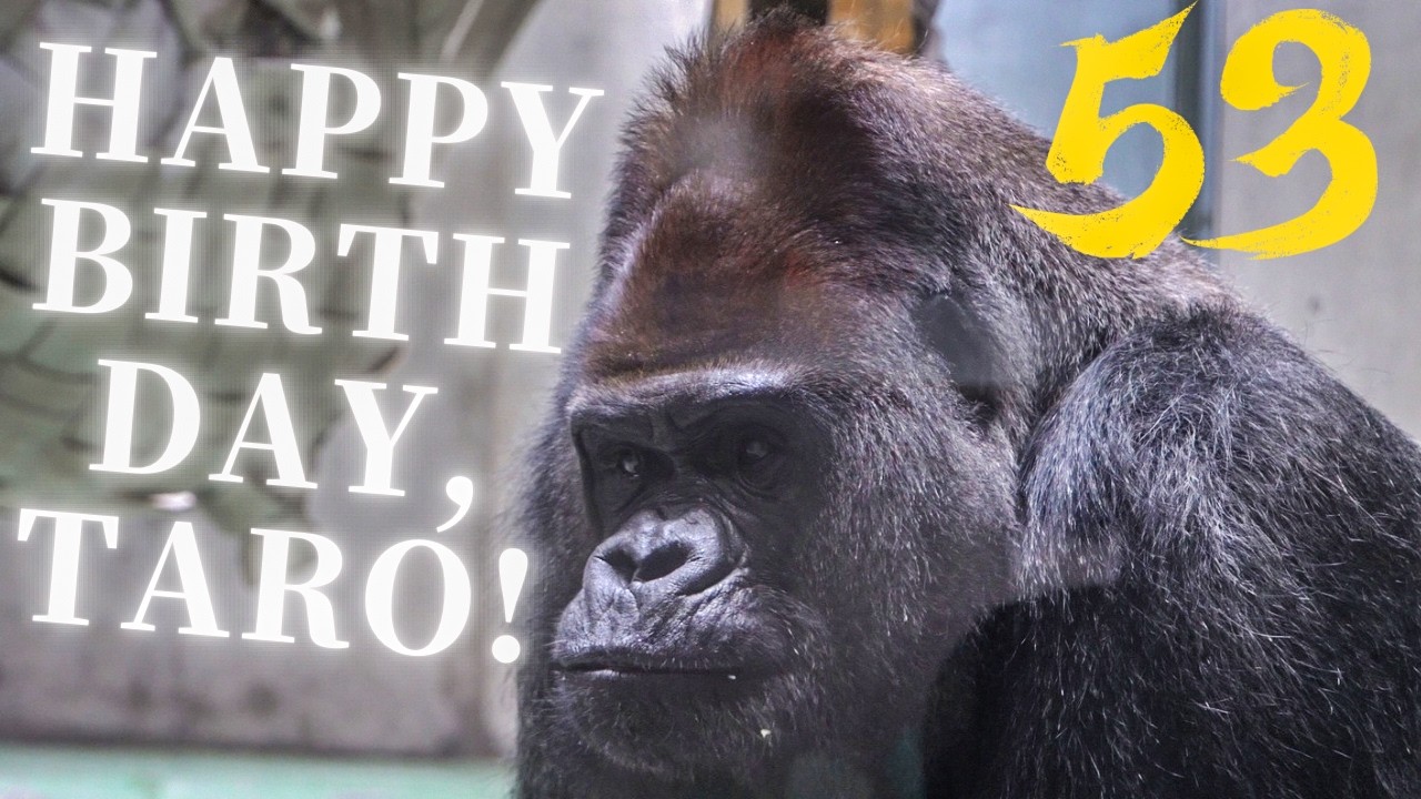 Happy 53rd Birthday, Taro! The Oldest Silverback Gorilla in Japan