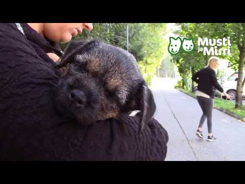 Video: Lonkan Dysplasia Koirilla (osa 2): Diagnoosin Todelliset Kustannukset