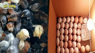 DIY How To Make a Simple Incubator Using Cardboard || Hatching Eggs