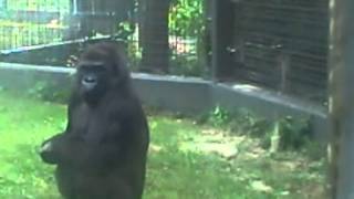 Young male gorilla