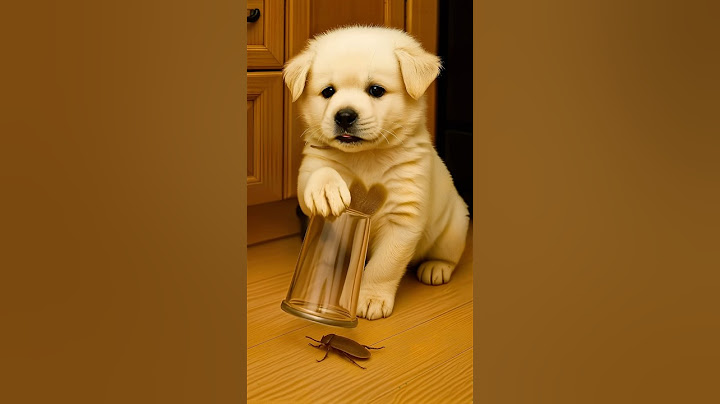 Fortunately, I have Dodo puppy to help me catch dirty roaches.