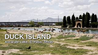 Duck Island — Ascarate Lake, El Paso, TX | A 45-Minute Soundscape (Before It's Gone?)