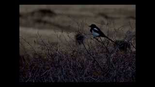 Dryhead Ranch by Laurence Smoller (http://saddlebackstudios.com) & Christian Fuchs