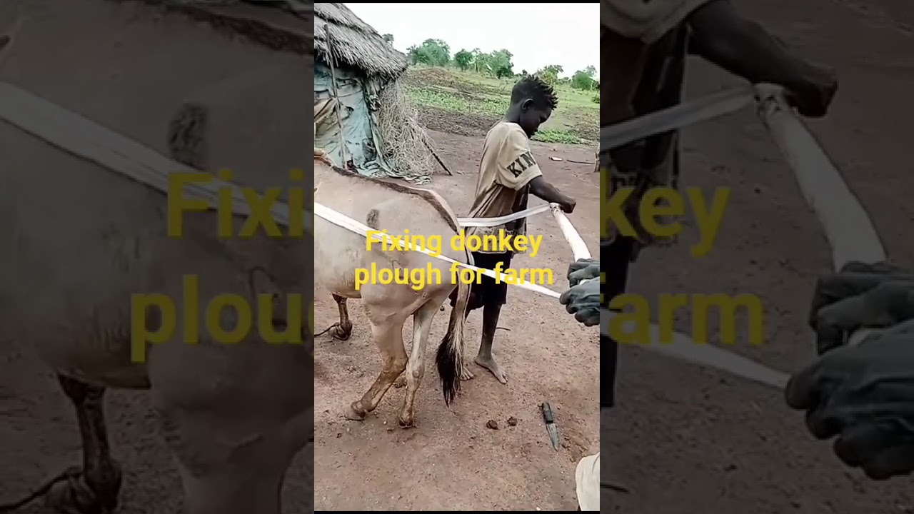 Preparing donkey plough for cultivation! 