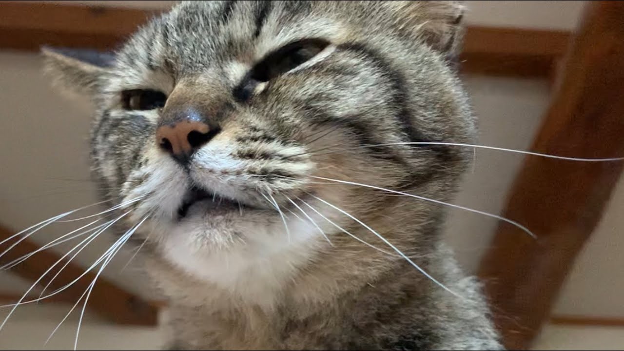 【猫】やや下から見る感じな動画