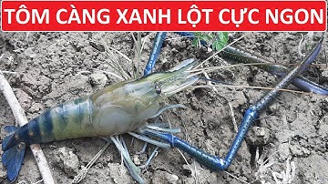 Cách bắt tôm càng xanh khổng lồ hiệu quả nhất là như thế này #97/#01/Vinh BTr