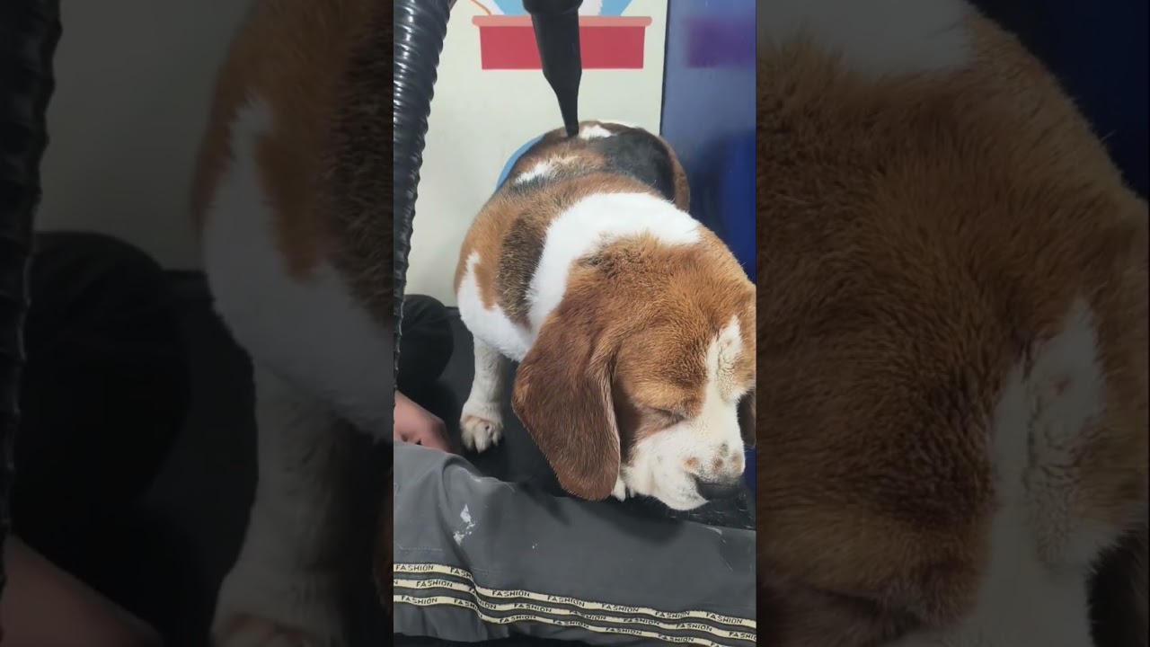 bigil grooming (golden pet hub) dog grooming  boarding and walking onlyfor Noida 