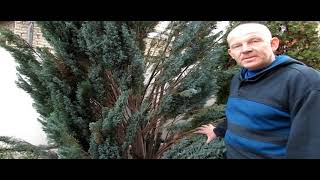 Санитарная чистка кипарисовика Санитарная чистка кипарисовика