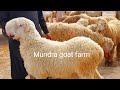 Mundera mandi 03314765253 dera ghazi khan  mundra goat farm  wed 17 apr 2024