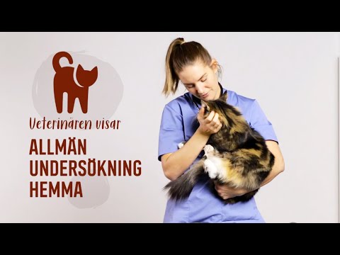 Video: Hur Man Kastrerar En Katt Hemma