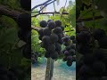 #ぶどう狩り #fruit #viralshorts
