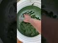Spirulina farming process in Telugu