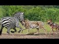 OMG! Chew The Cheetah&#39;s Head, Mother Zebra Take Down Cheetah To Save Her Baby – Zebra vs Wild Dogs