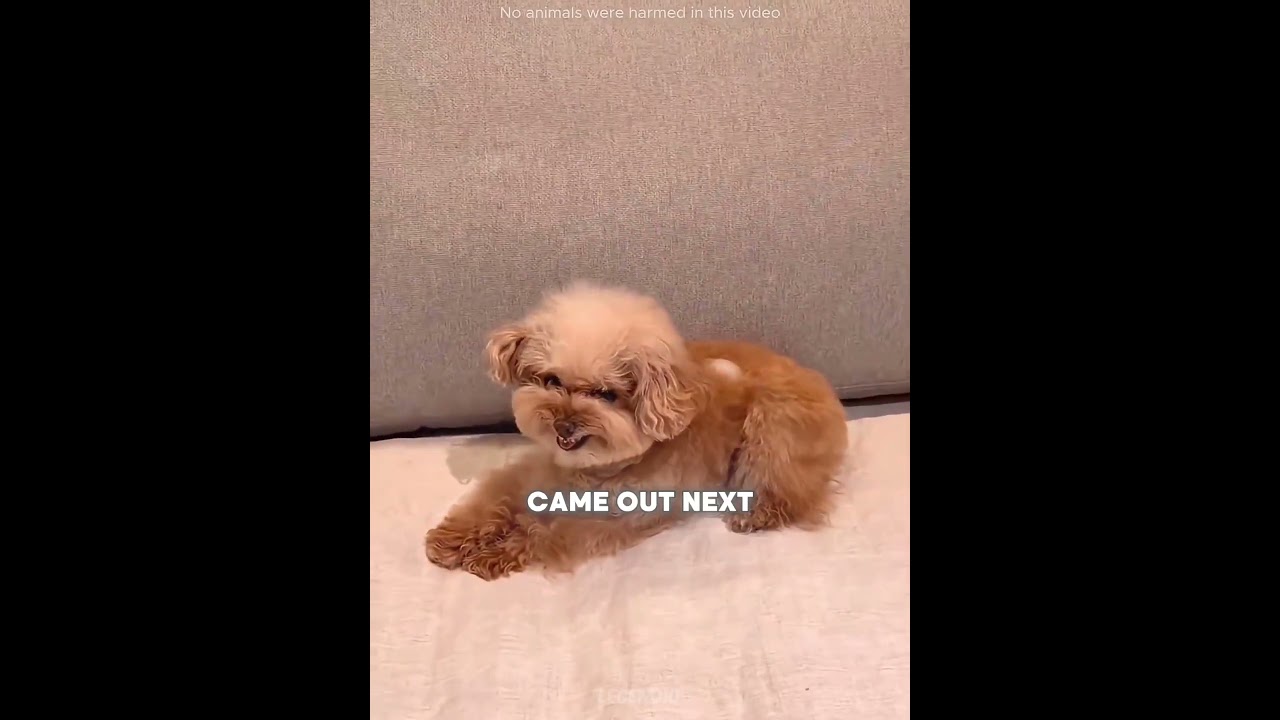 These Dogs Had a Funny Reaction to Ice! 😂🐶🧊