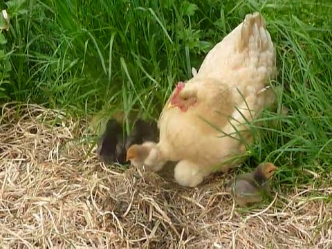 Baby chicks hide underneath mom's wings - YouTube