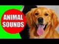 Animal sounds for children | Real Animals – Children, Babies learn animal sounds | Kiddopedia