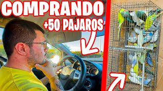 VIAJO +1000KM PARA COMPRAR +50 PERIQUITOS Y DIAMANTES MANDARIN