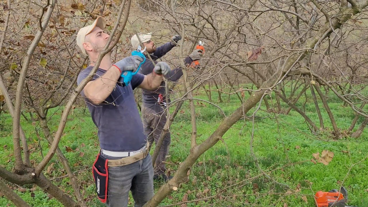 HİÇ BUDAMA GÖRMEMİŞ FINDIK BAHÇEMİZDE EKİP ÇALIŞMASI İLE BUDAMA YAPTIK - GÜNEŞ GÖREN DAL IŞILDAR!!!