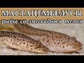 МАСТАЦЕМБЕЛУСЫ - Рыбы со змеевидным телом