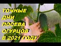 КОГДА СЕЯТЬ ОГУРЦЫ В 2021 ГОДУ? Не спешить сеять слишком рано! Посев по лунному календарю!