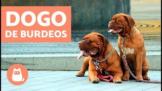 DOGO de BURDEOS  Características y adiestramiento