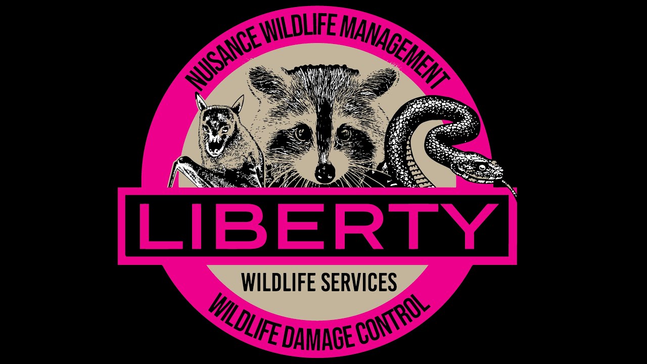 Removing a Raccoon from a Chimney YouTube