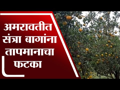 Amravati जिल्ह्यात संत्रा फळबागांना उष्माघाताची भीती - tv9