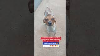 #cachorro #pets #petsfofinhos