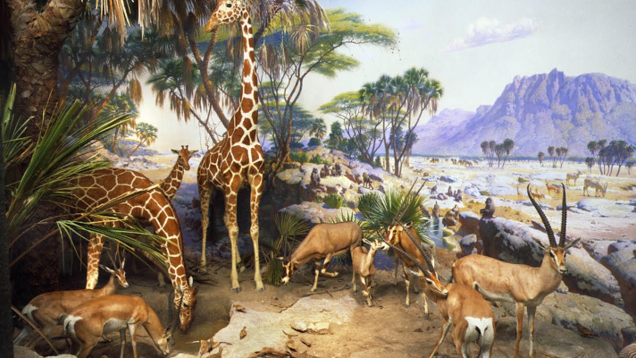 Museum tour part 3 African mammals 🐆🦓🦍🦛🦏🐘🦒🐃🦩🦁🐊 - YouTube