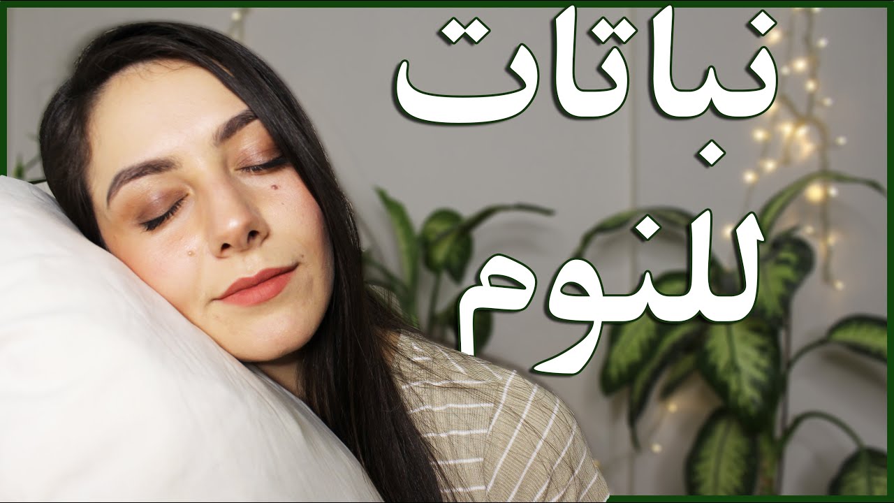 نباتات مناسبة لغرفة النوم: نباتات تنقي الجو وتسحب السموم وتساعد على الإسترخاء