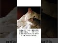 【神回】感情込めてボケてにアフレコしてツッコんでみたらヤバすぎたｗｗｗｗ【第3020弾】#shorts
