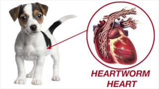 What is Heartworm?