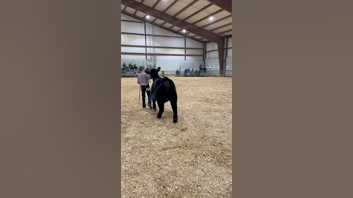 Showing cows.                                         #showing #fun #goodlife #shorts