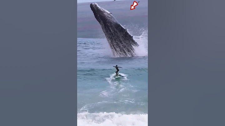 was about to surf when suddenly a giant whale appeared❗😱