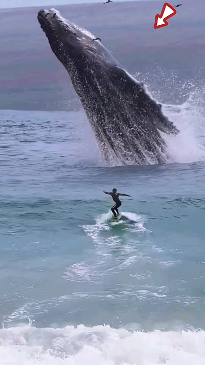Download lagu was about to surf when suddenly a giant whale appearedโ๐ฑ