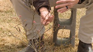 Don’t Prune Small Blueberries – This Week in the Garden
