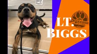 ROTTWEILER PITBULL MIX "LT. BIGGS" | Incredible Transformation | Central Minnesota