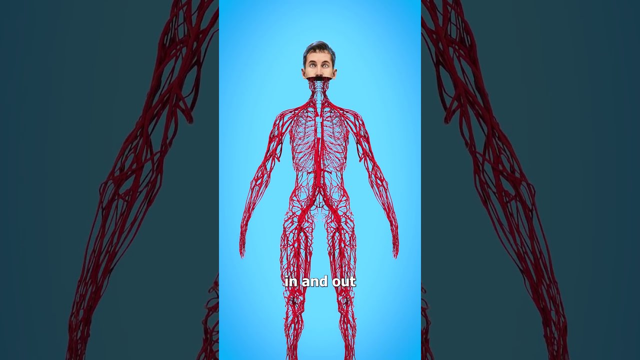 How Long Are Your Blood Vessels 