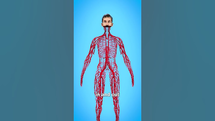 How Long Are Your Blood Vessels? 🤔