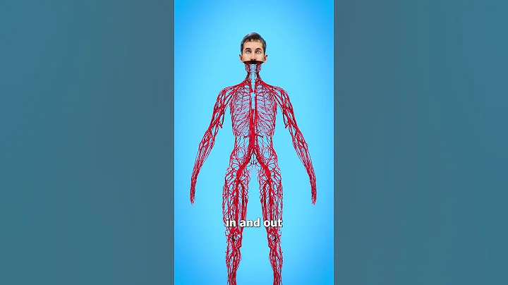 How Long Are Your Blood Vessels? 🤔