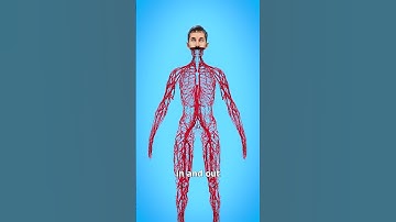 Thumbnail of How Long Are Your Blood Vessels? 🤔
