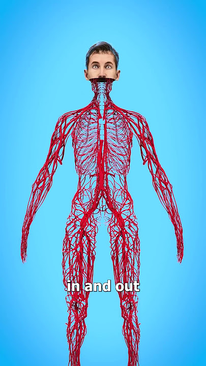 How Long Are Your Blood Vessels? 🤔