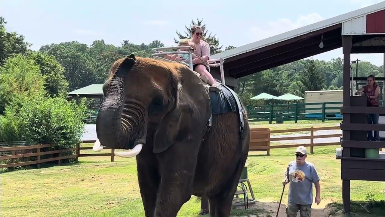 Elephant Ride at Natural Bridge Zoo YouTube