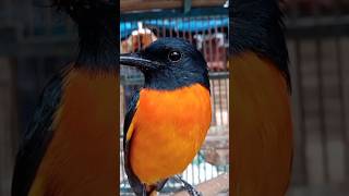 BURUNG MANTENAN JUMBO MASTERAN HANDAL #videoshort #penghunibumiofficial