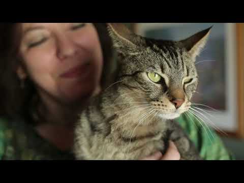 feliway to stop scratching