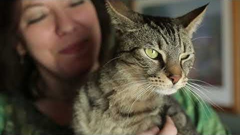 How stop your Cat Scratching ? FELIWAY Optimum