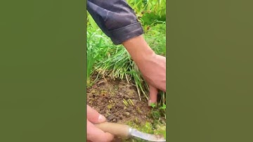 Grass cutting process- Goodtools and machinery make work easy